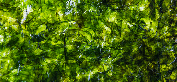 Las algas marinas, el secreto de la salud